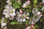 fleurs_pommiers fleurs_pommiers