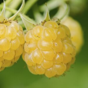 Framboisier jaune